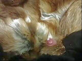cum come (cum) on (in) fur coat 2 fur